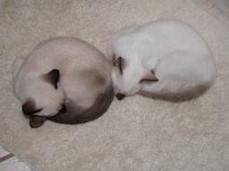 kittens - 071307 12